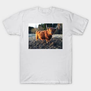 Scottish Highland Cattle Cow 2381 T-Shirt